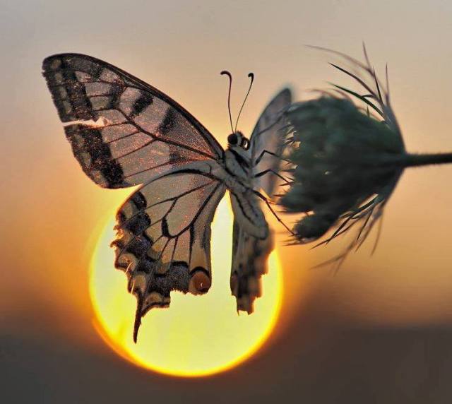 14322372_1120893971323267_6498238804260839338_n